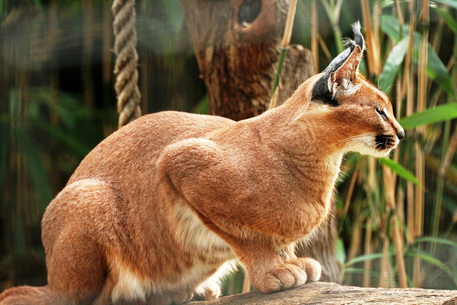 الوشق المصري