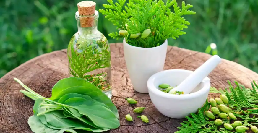 علاج السرطان بالأعشاب