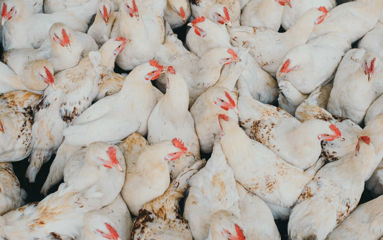 أسعار الدواجن