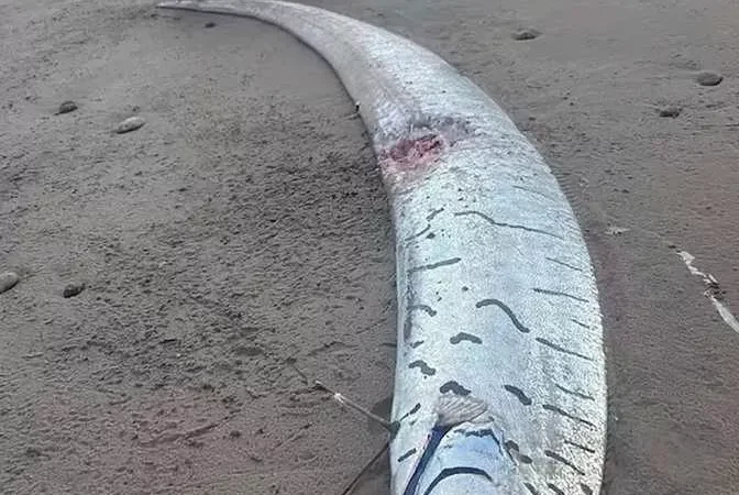 سمكة يوم القيامة