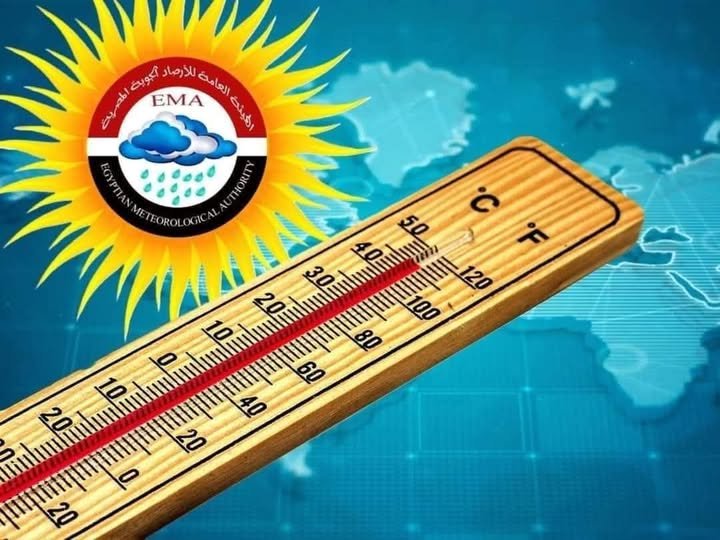أسعار الفراخ والبط والكتاكيت اليوم السبت 16 أغسطس 2025
